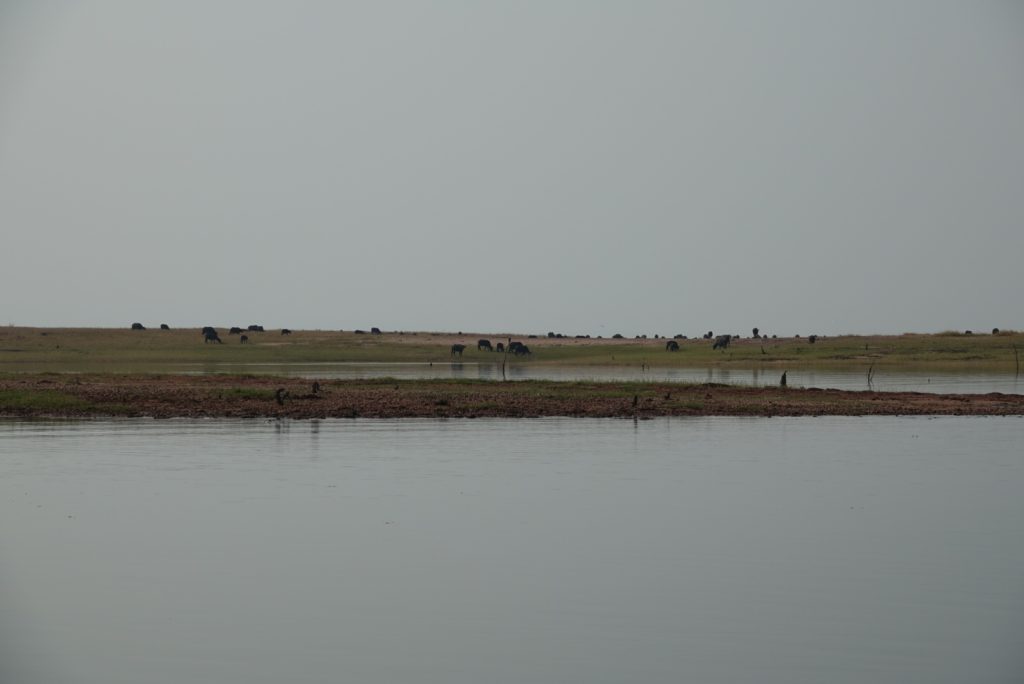 Buffalo drinking at the waters edge 