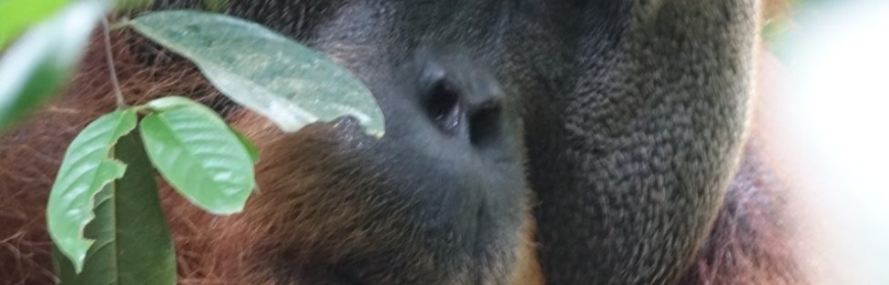 Orangutans And (Super Quiet) Fans: Trekking in Sumatra!